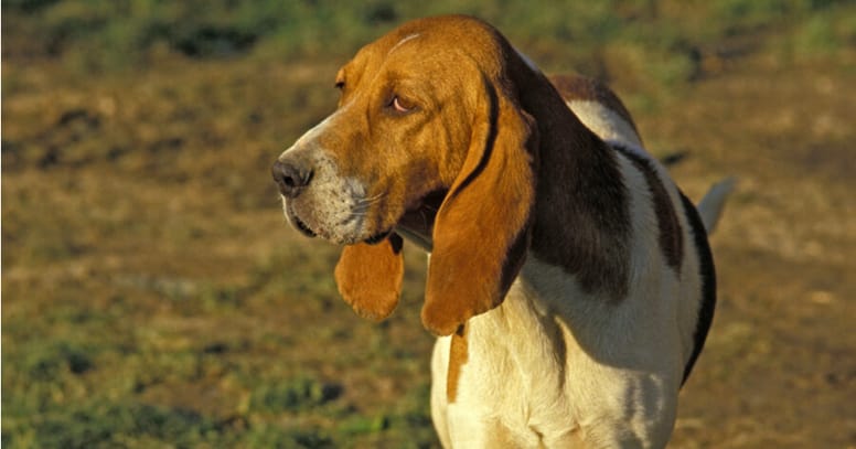 Französische Hunderasse Chien d'Artois