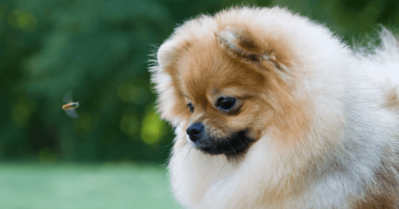 Hund sieht Biene an