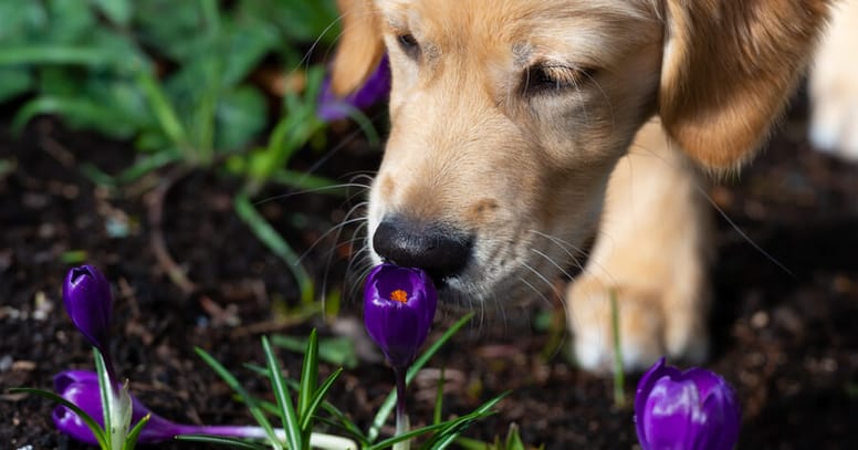 Hund schnüffelt an Krokus