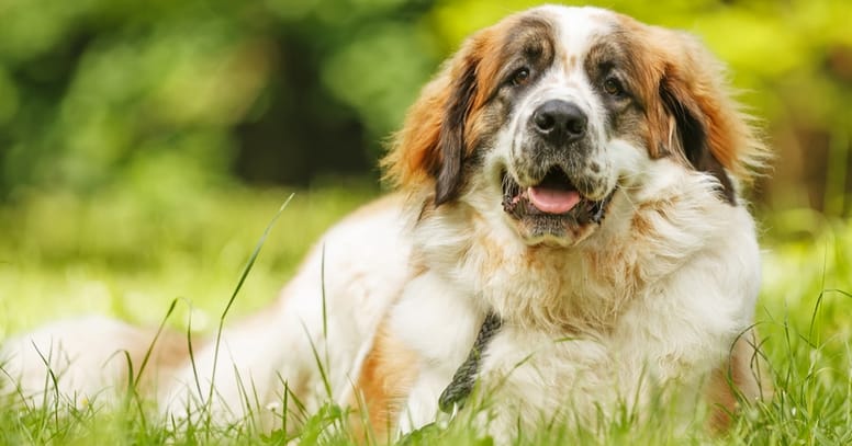 Moskauer Wachhund auf Wiese