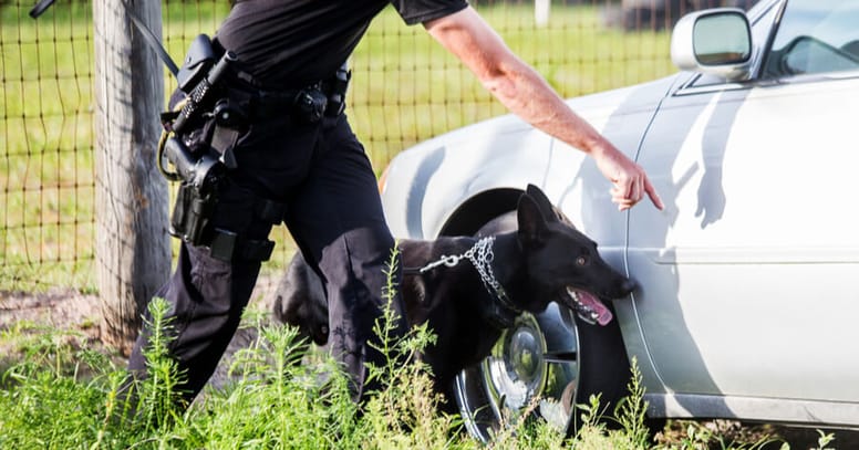 Drogenspürhund Schäferhund