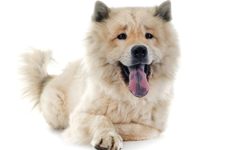 Eurasier mit schwarzer Zunge