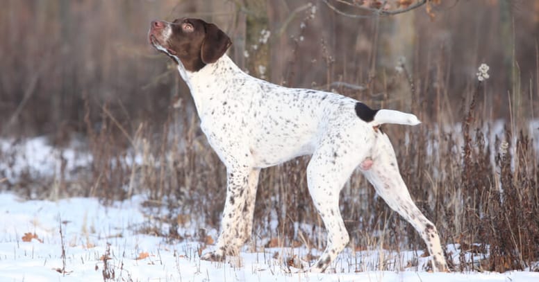 Französische Hunderasse Französischer Vorstehhund