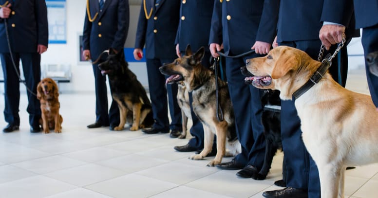 Hunde beim Zoll