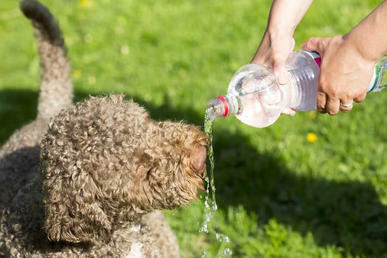 Hund trinkt Wasser