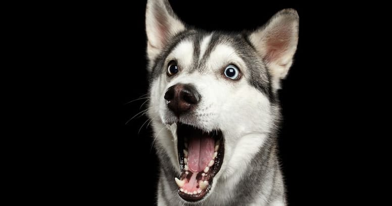 Geschockter Husky