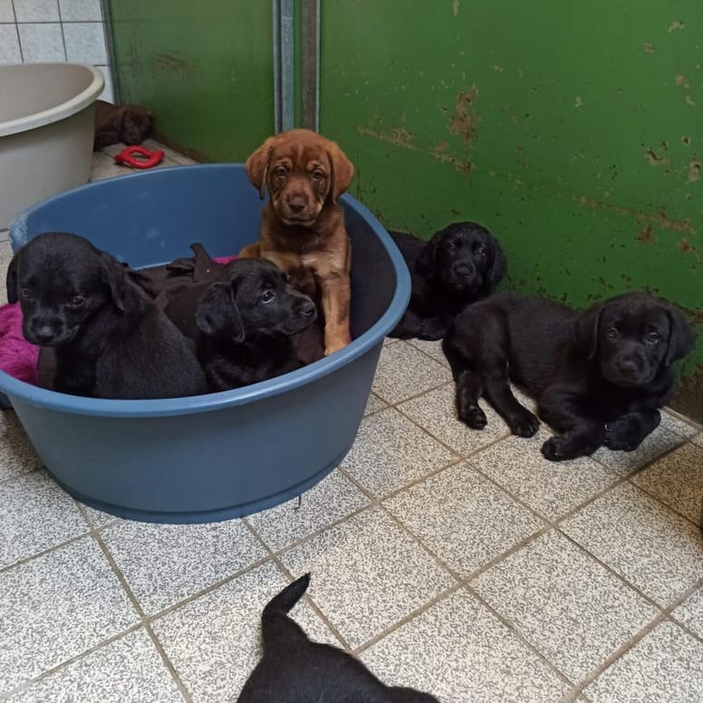 cachorros en un balcon