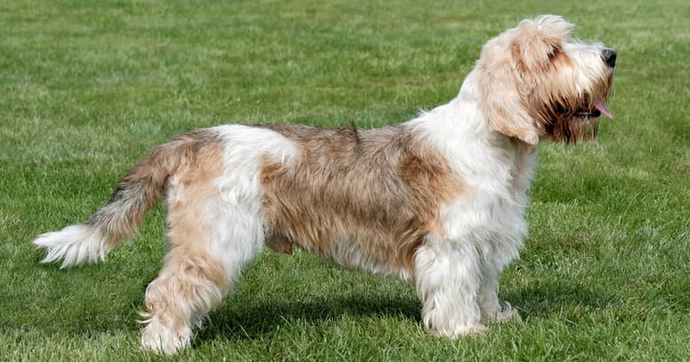 Französische Hunderasse Petit Basset Griffon Vendéen
