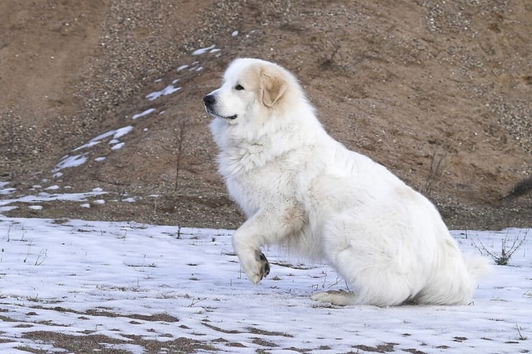 Weiße Hunde: Die schönsten Rassen