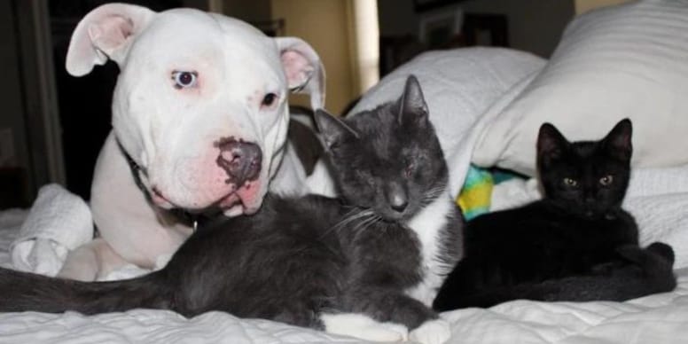 pitbull y gatos