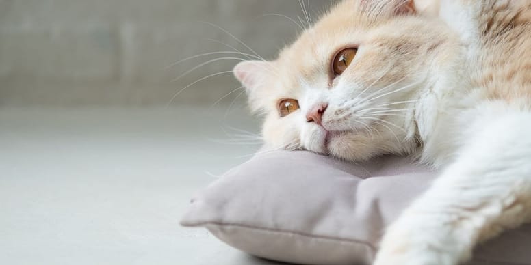 gato aburrido