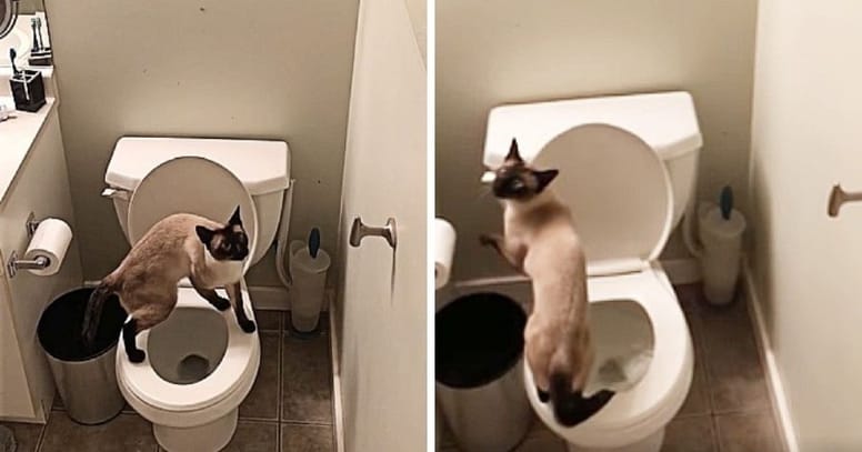 gato siames jugando inodoro