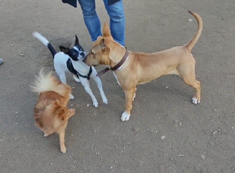 cruce bull terrier juega frente a otros dos perros
