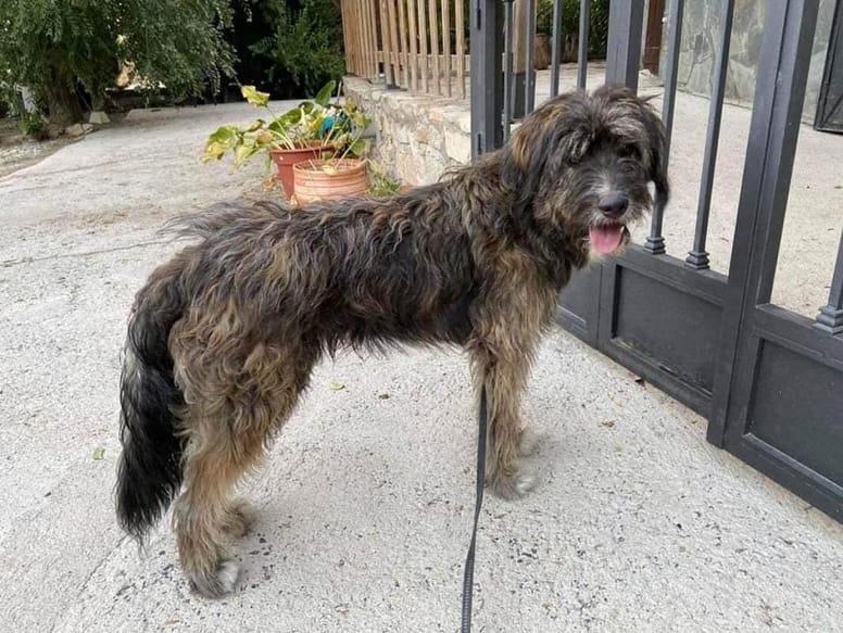 perro cruce de mastin de pelo largo junto a una verja