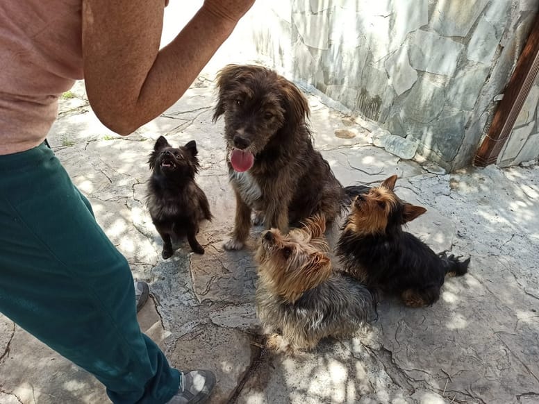 varios perros esperan a que le den comida