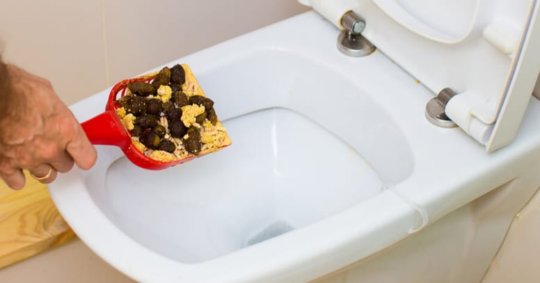 caca de gato wc
