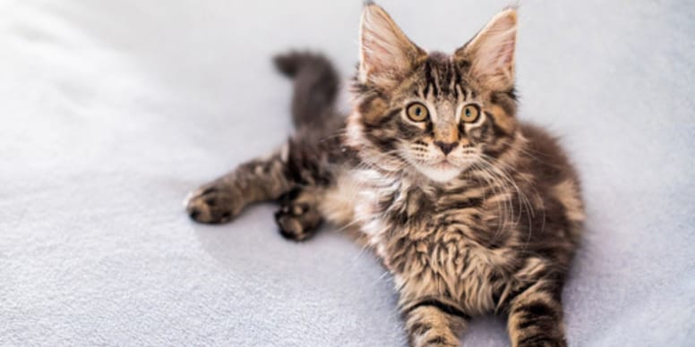maine coon chaton