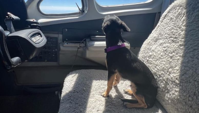 Petit chien qui regarde par le hublot
