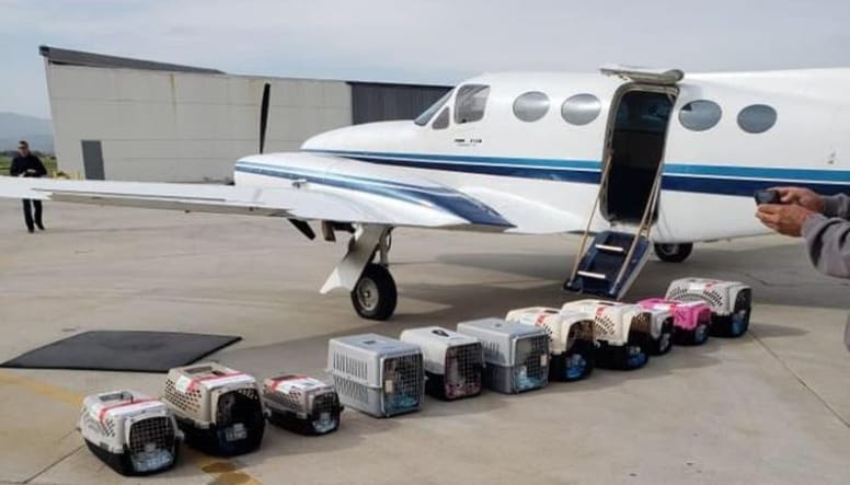 Avion et cages de transport pour chiens