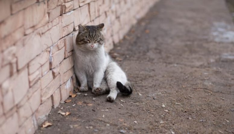 Chat errant seul