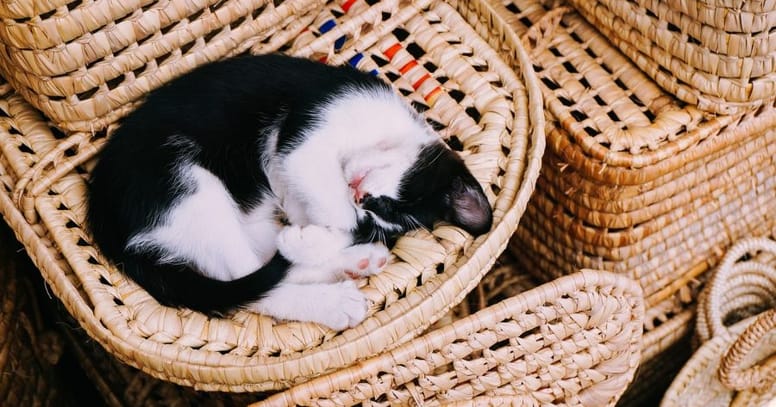 gato hecho bolita