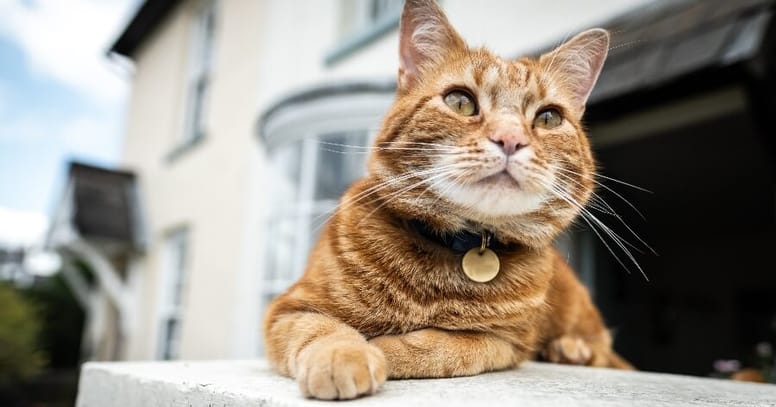 gato en la ventana