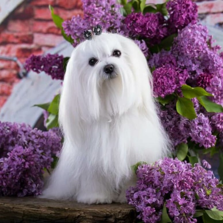 bichon maltes