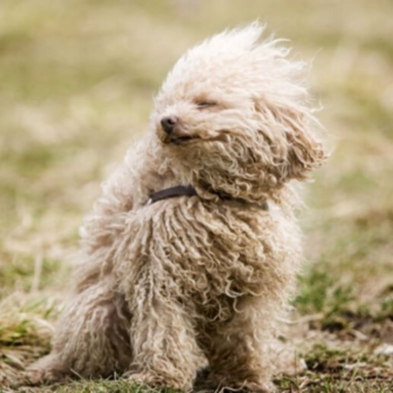 french poodle