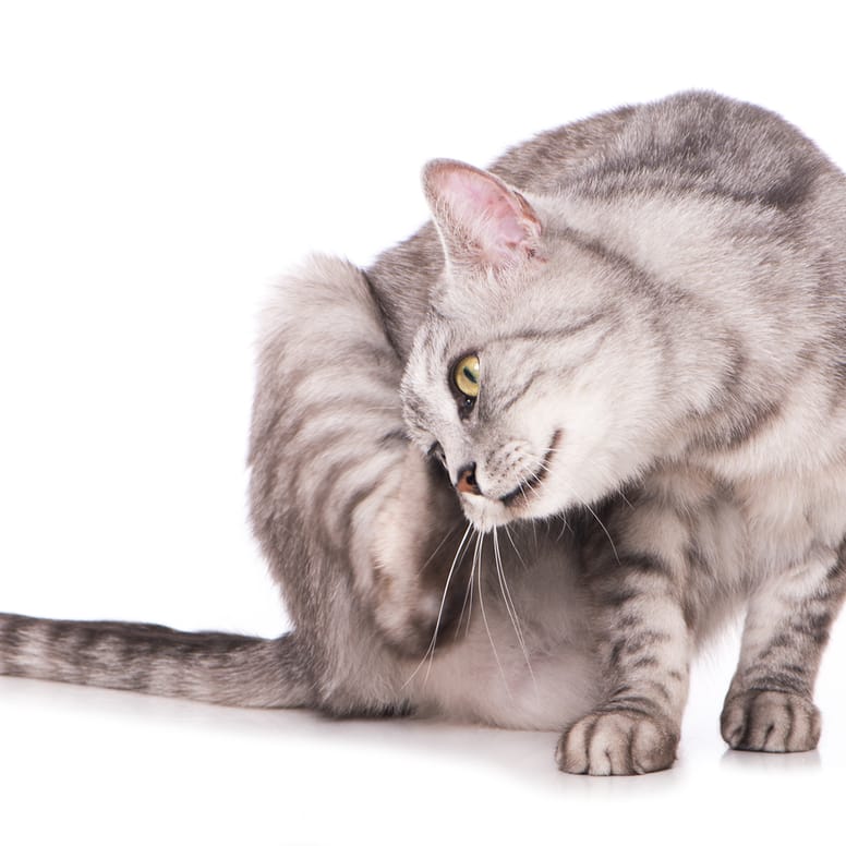 gato rascándose
