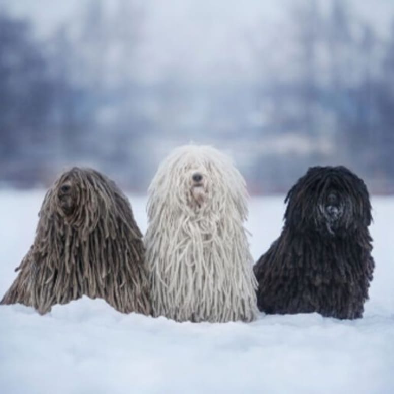 tres pulis en la nieve