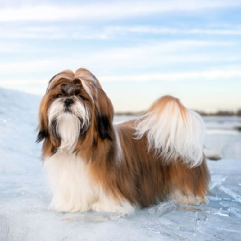 shih tzu