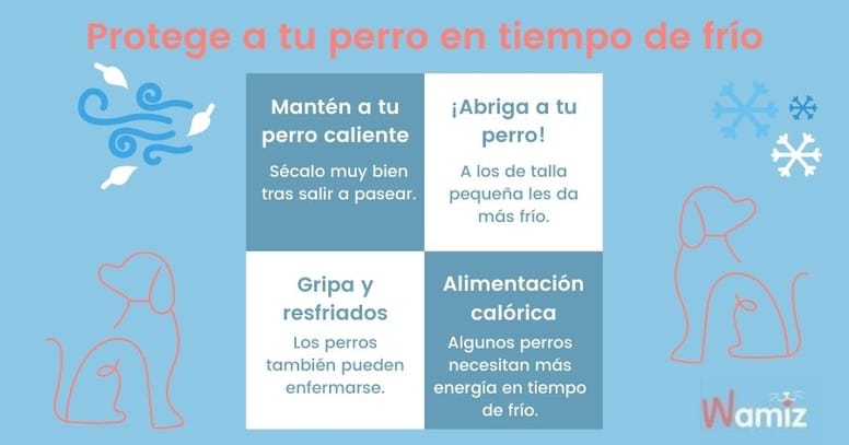 perro cuidados