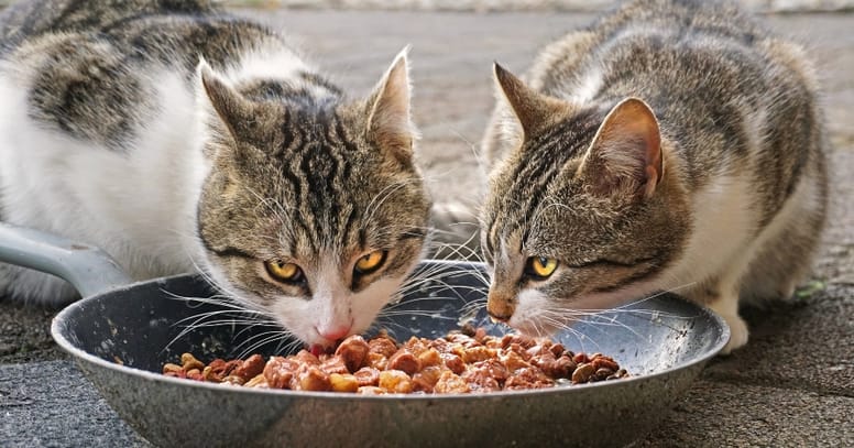gatos comiendo