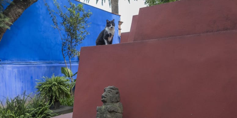 gato nombres mayas
