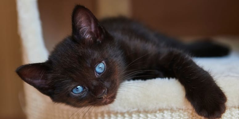 nombres bonitos para gatos negros