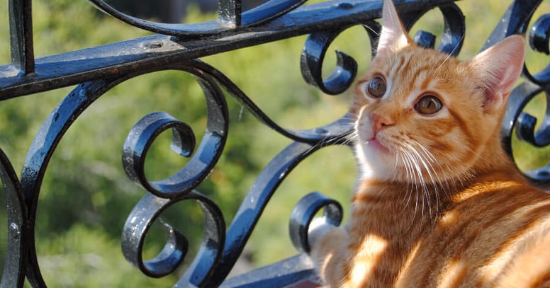 gato en el balcón