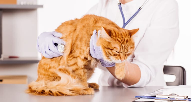 chequeo veterinario gato