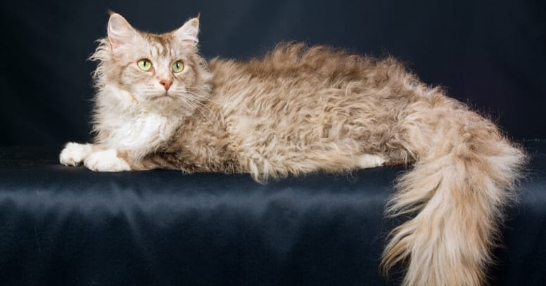 gato laperm