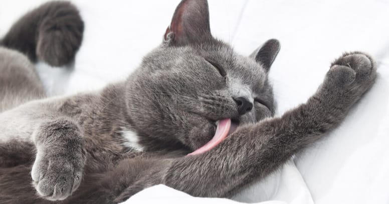 gato azul ruso