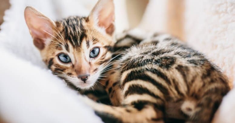 gato de bengala