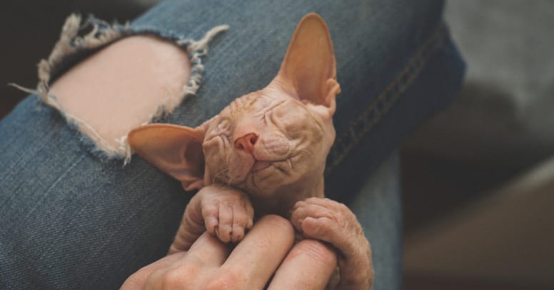 gato esfinge