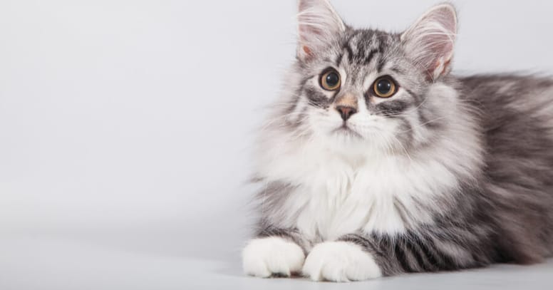 gato siberiano