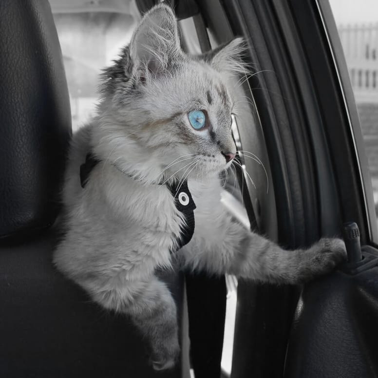 gato viajando en coche