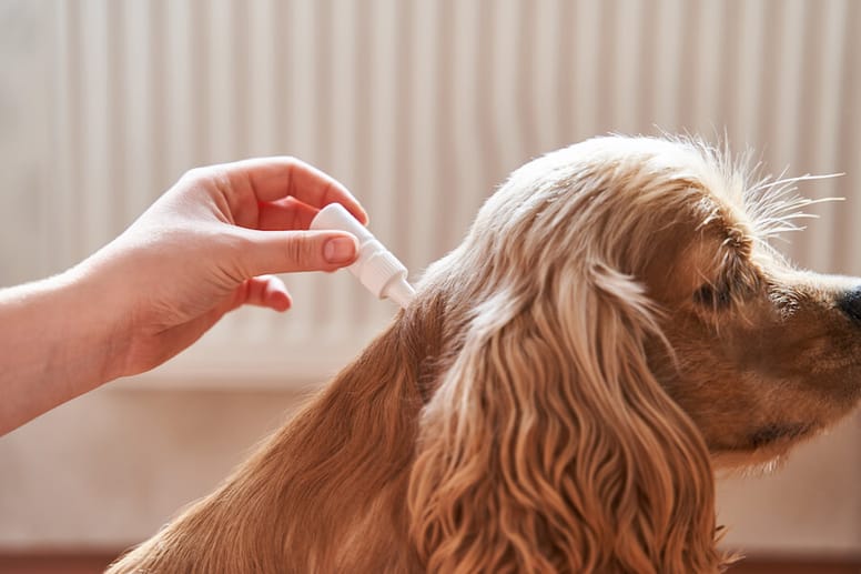 perro tratamiento leishmaniosis
