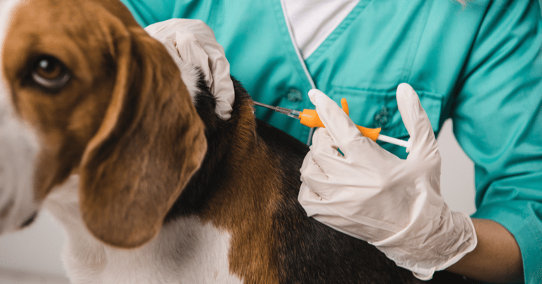 Beagle wordt gechipt door dierenarts