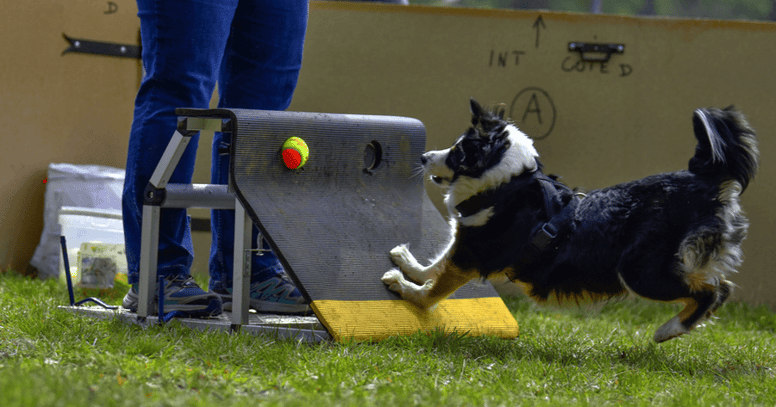 Hond raakt flyball apparaat aan om bal te lanceren