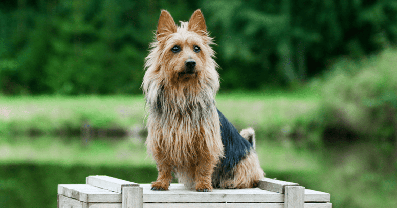 Australische Silky terrier