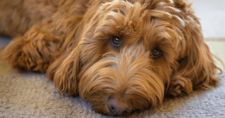 Liggende labradoodle