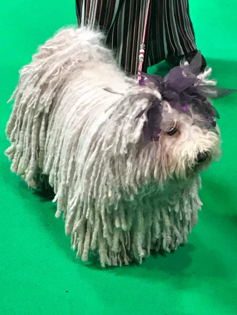 cane con pelo cordato