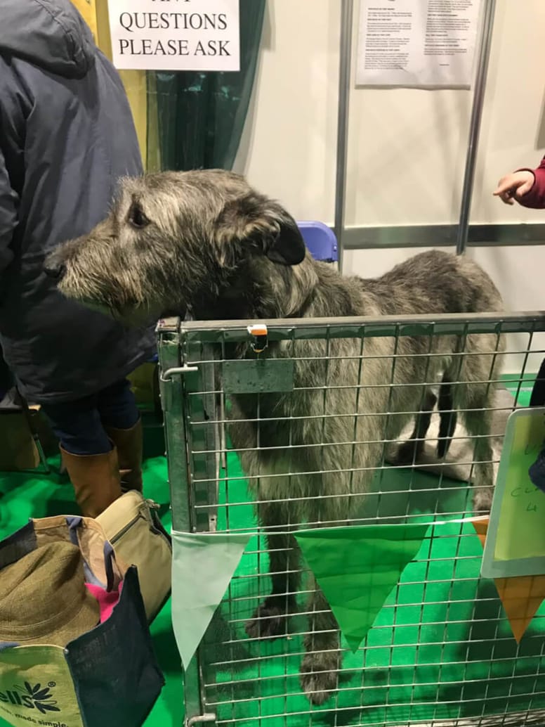 Cane nero in gabbietta